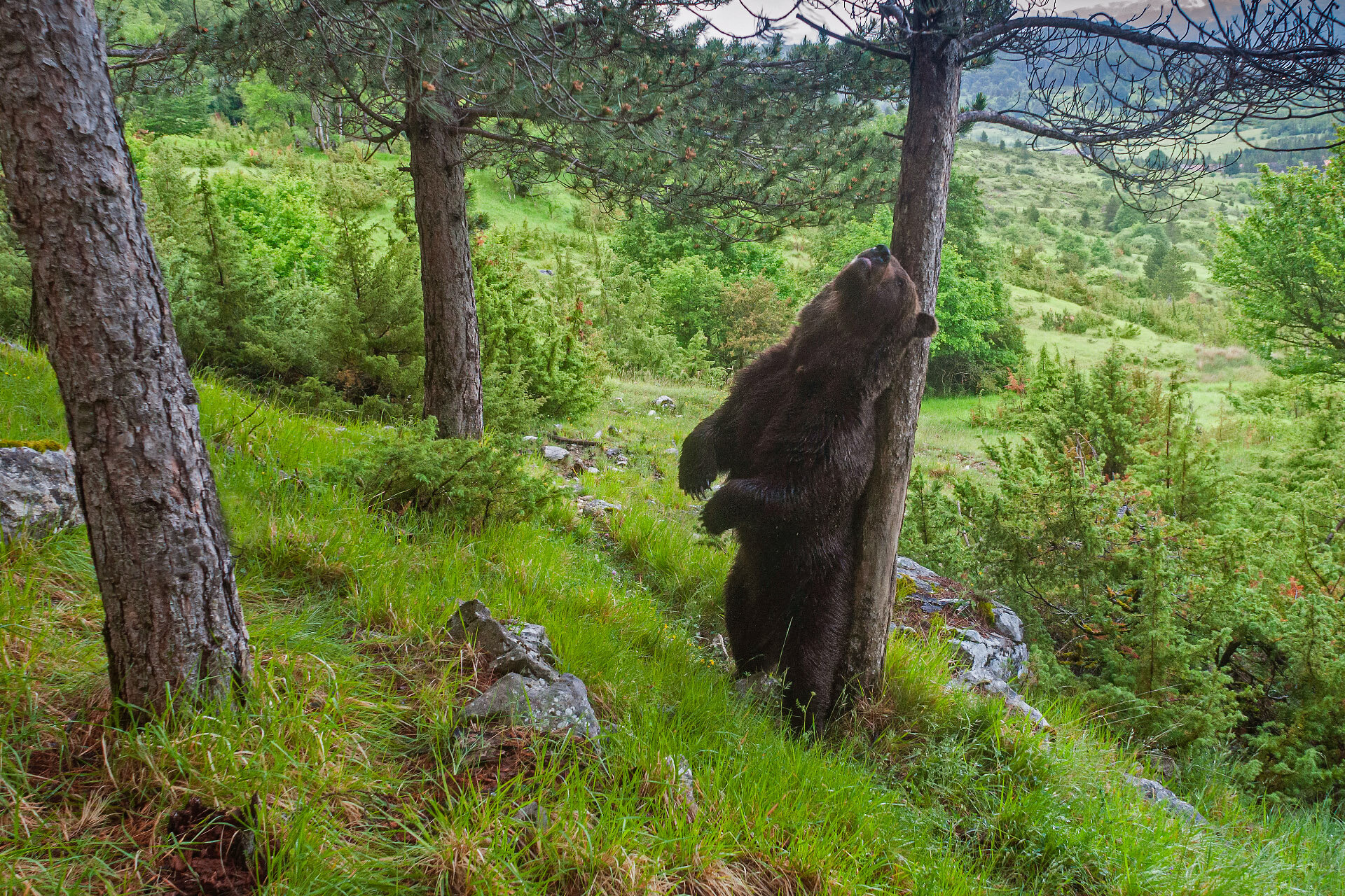   Nel bosco l’orso bruno comunica anche attraverso gli alberi: tronchi marcati e graffiati diventano segnali territoriali e sociali. | © Umberto Esposito - Wildlife Adventures