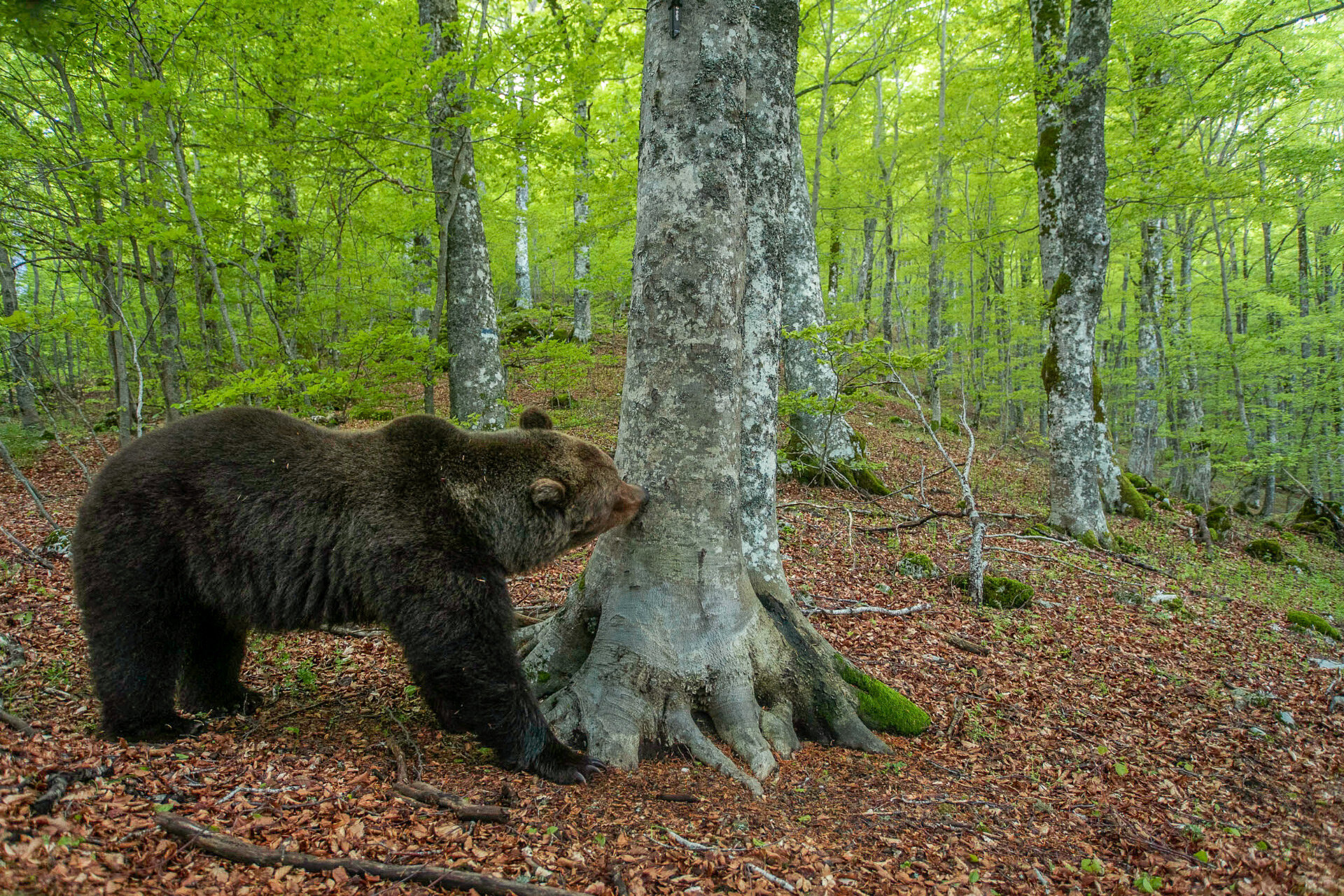 Umberto Esposito - Wildlife Adventures | ©   Gli alberi sono punti chiave per l’orso: servono a marcare, comunicare e orientarsi lungo percorsi e aree frequentate.