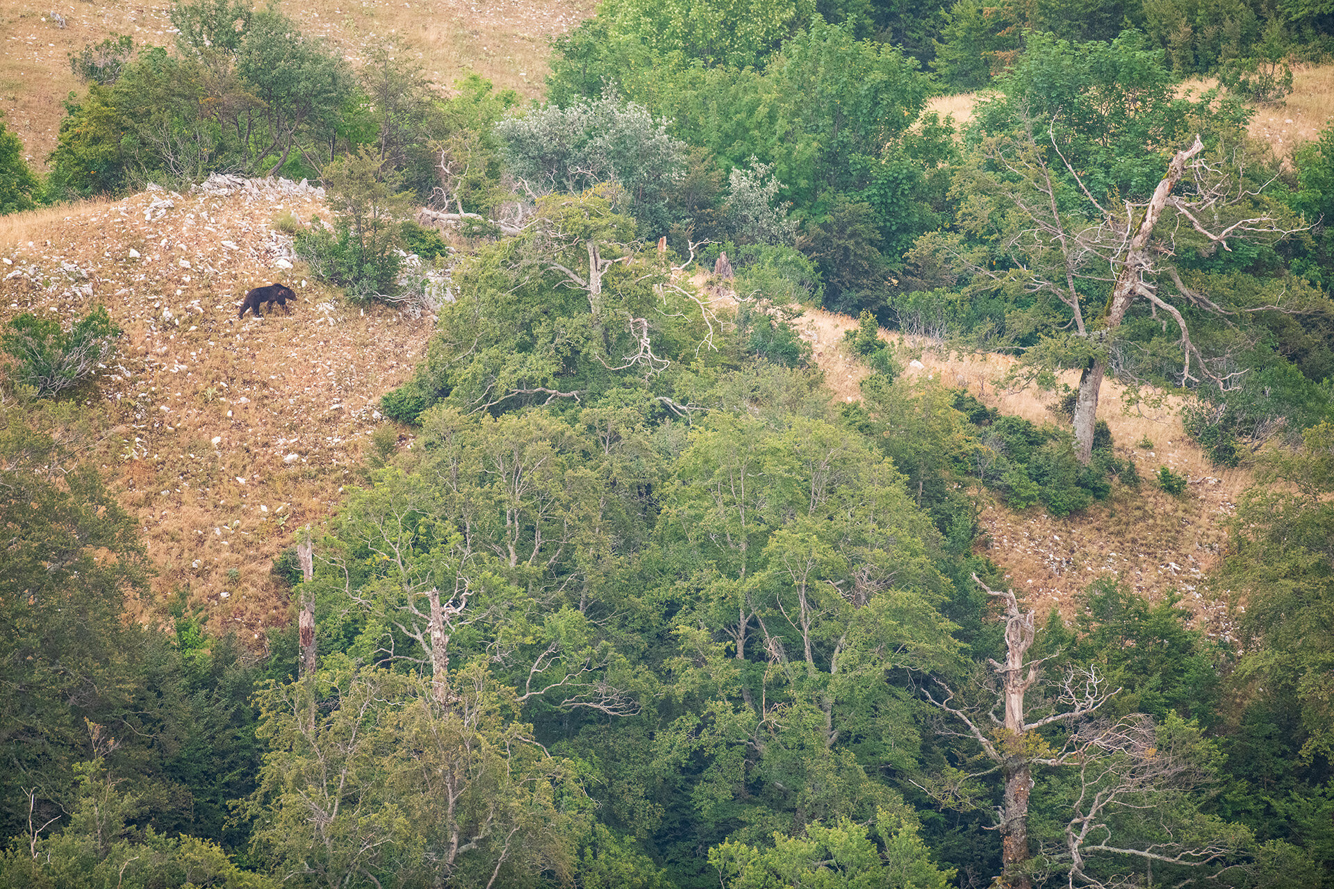 In un caldo pomeriggio di Agosto un orso si aggira nei pressi del limite superiore della faggeta | © Umberto Esposito - Wildlife Adventures