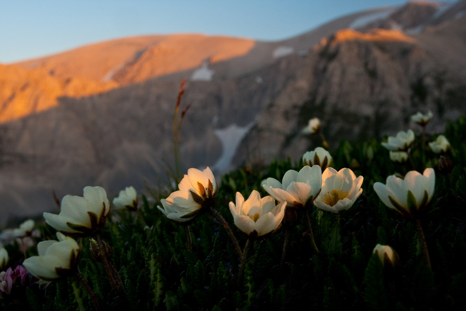 Majella Fioriture Anemone Tramonto
