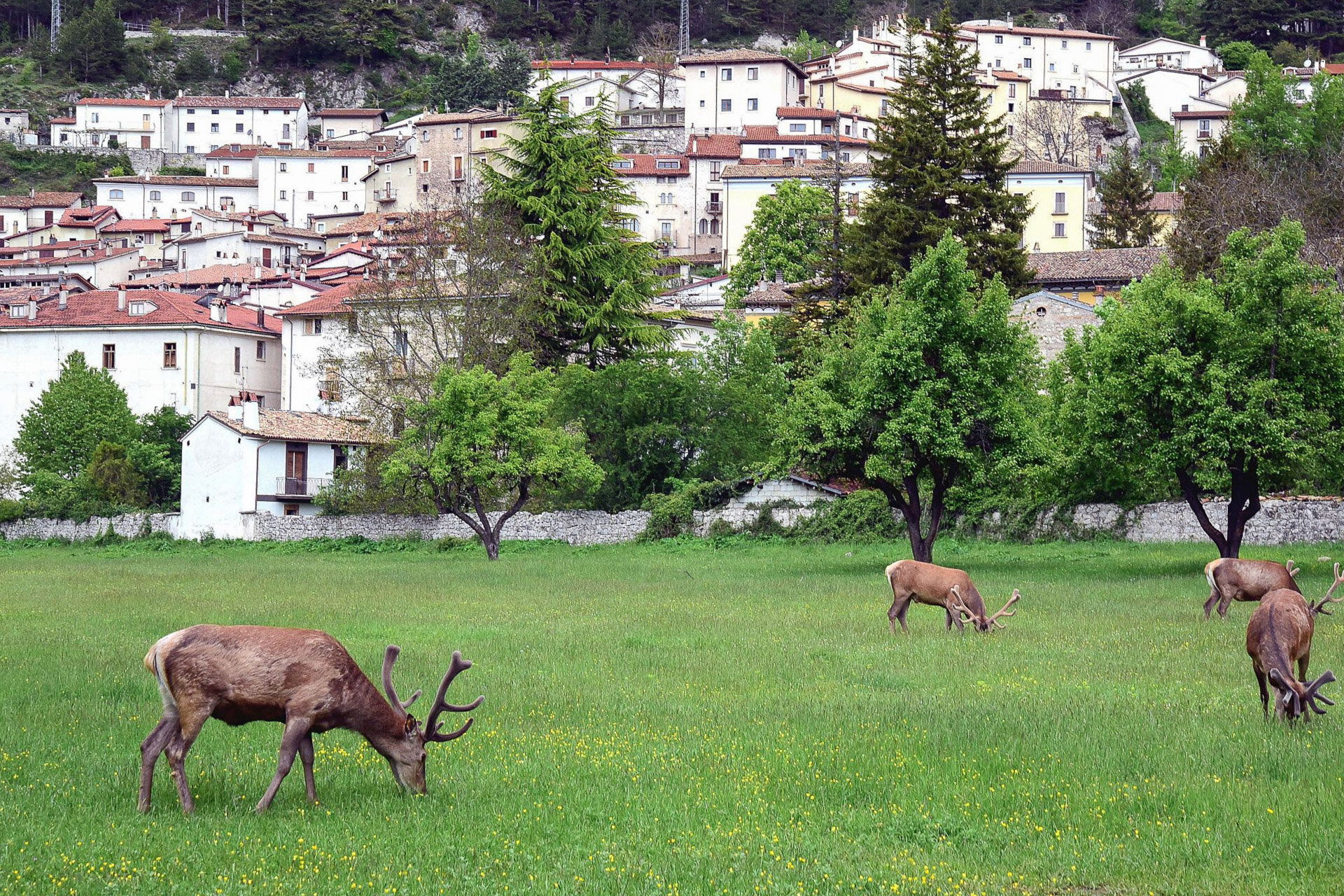 IBA Conference Field Trip - Villetta Barrea