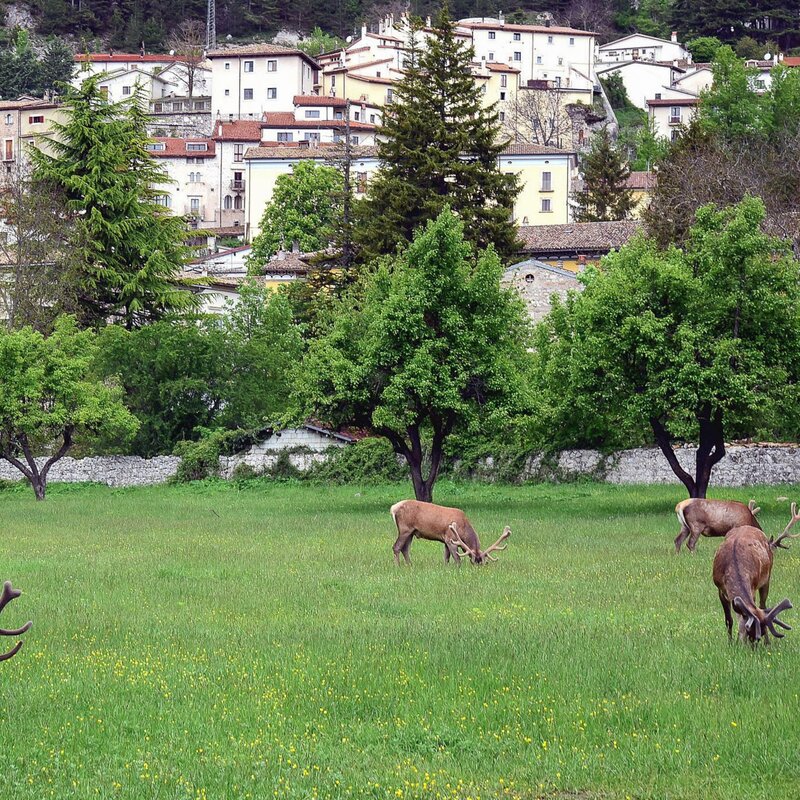 IBA Conference Field Trip - Villetta Barrea