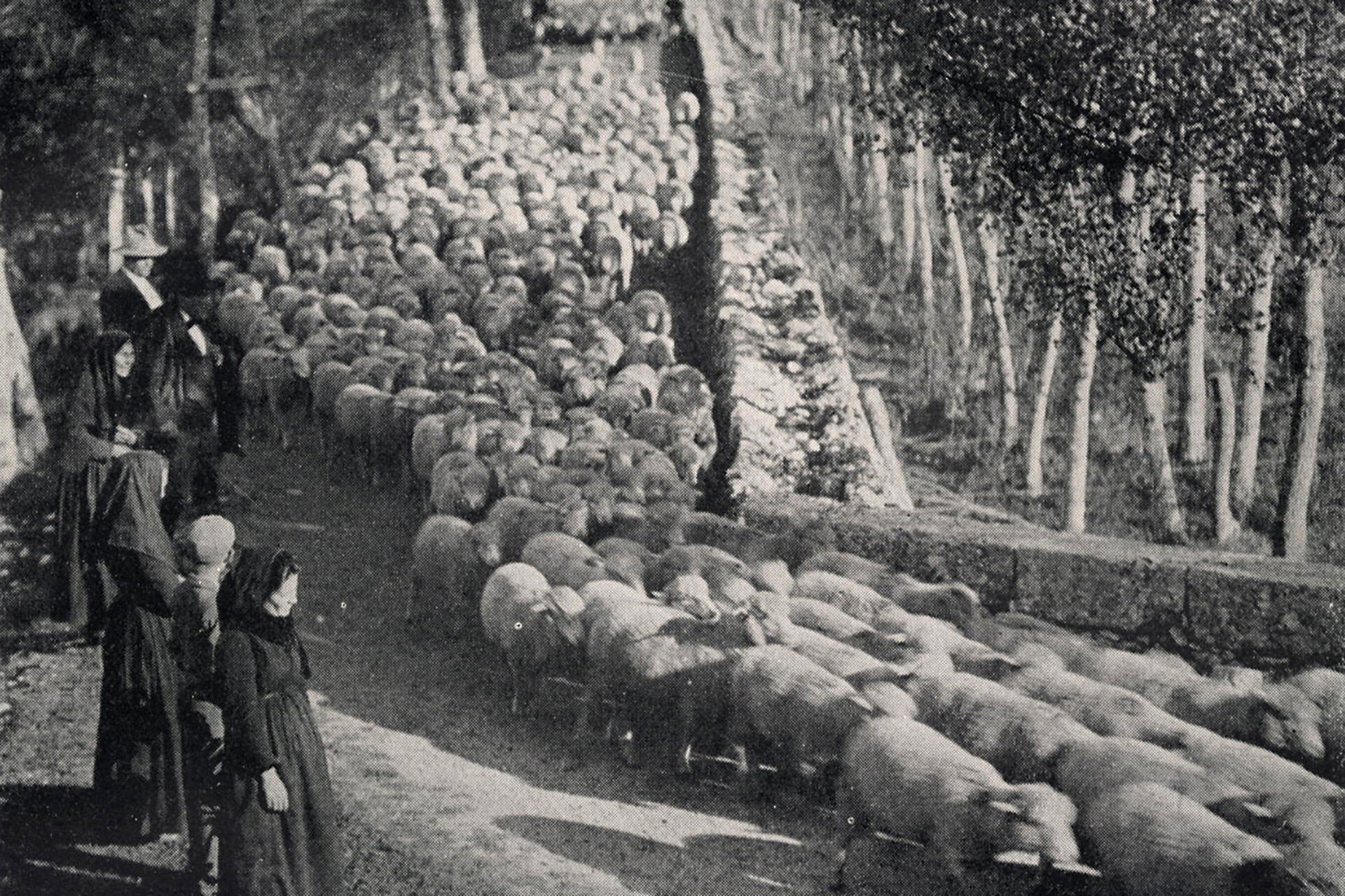 Donne in attesa nel tratto iniziale del tratturo Pescasseroli-Candela. Oggi ben poco rimane di una pratica che un tempo vedeva milioni di pecore condotte ogni anno a svernare nel Tavoliere delle Puglie. | © Archivio Parco Nazionale d'Abruzzo, Lazio e Molise